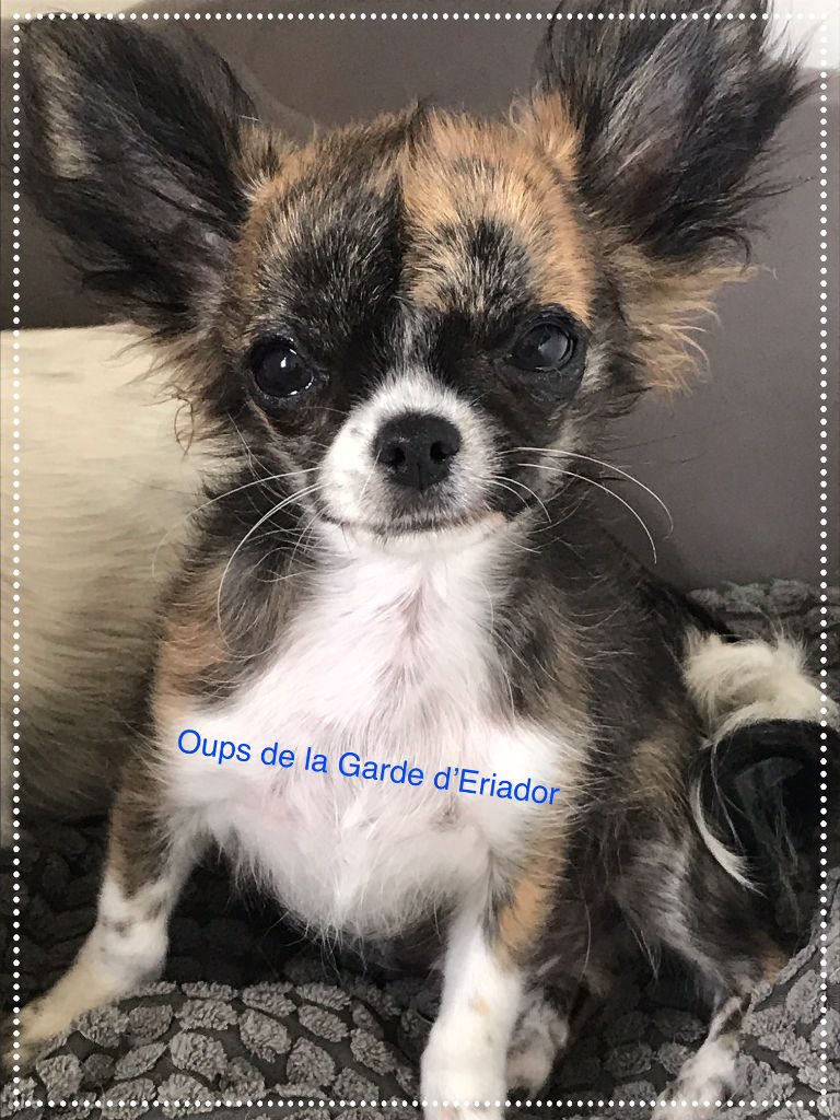 chiot Chihuahua De La Garde D'eriador