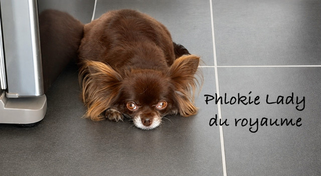 Phlokie ladie Du Royaume D'odin