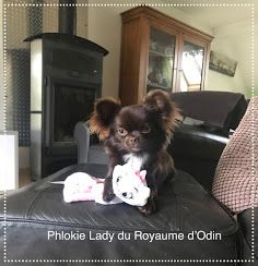 Phlokie ladie Du Royaume D'odin