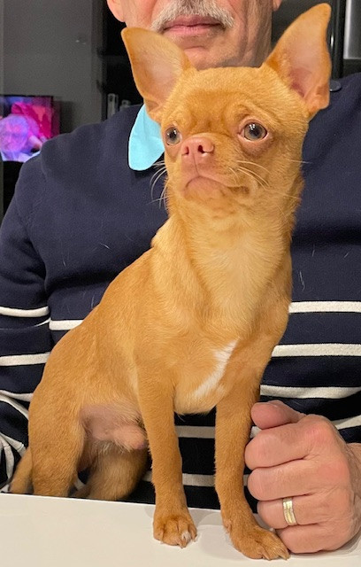 Achile Des Roses De Lolita