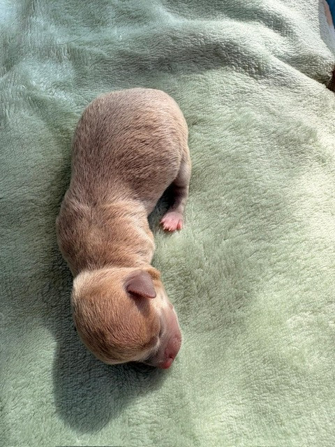 De La Garde D'eriador - Chiots disponibles - Chihuahua