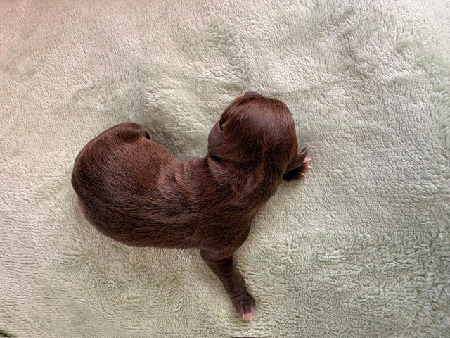 De La Garde D'eriador - Chiots disponibles - Chihuahua