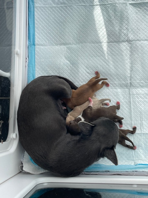 De La Garde D'eriador - Chihuahua - Portée née le 23/02/2026