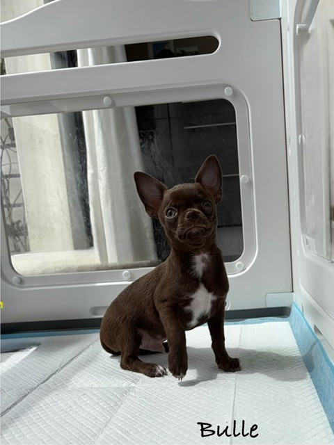 De La Garde D'eriador - Chiots disponibles - Chihuahua