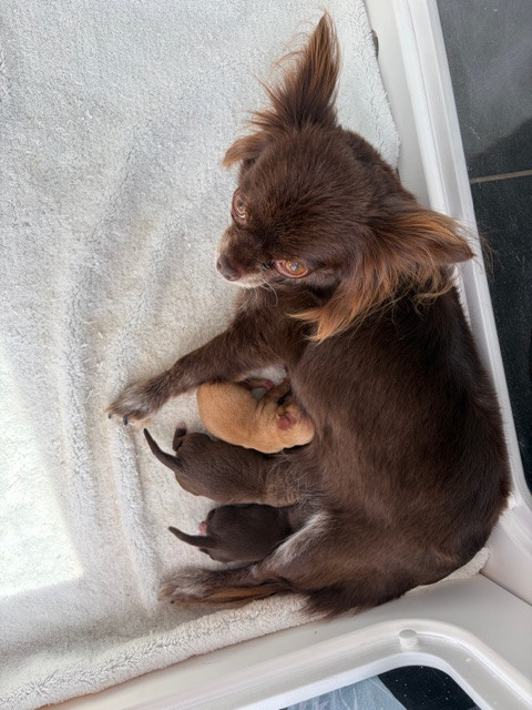 Chiot Chihuahua De La Garde D'eriador