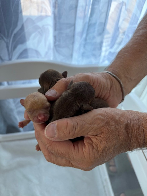 De La Garde D'eriador - Chiots disponibles - Chihuahua