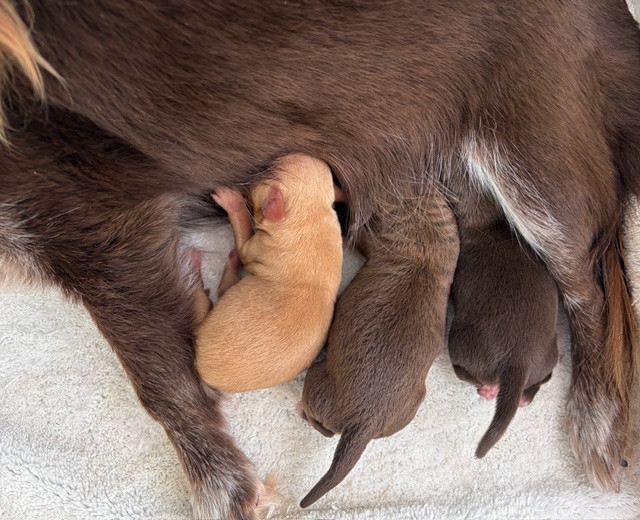 De La Garde D'eriador - Chiots disponibles - Chihuahua