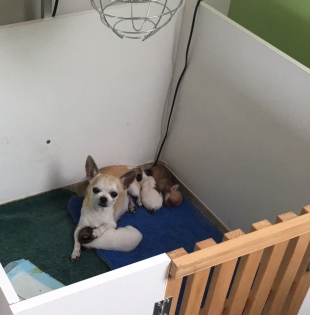 Chiot Chihuahua De La Garde D'eriador